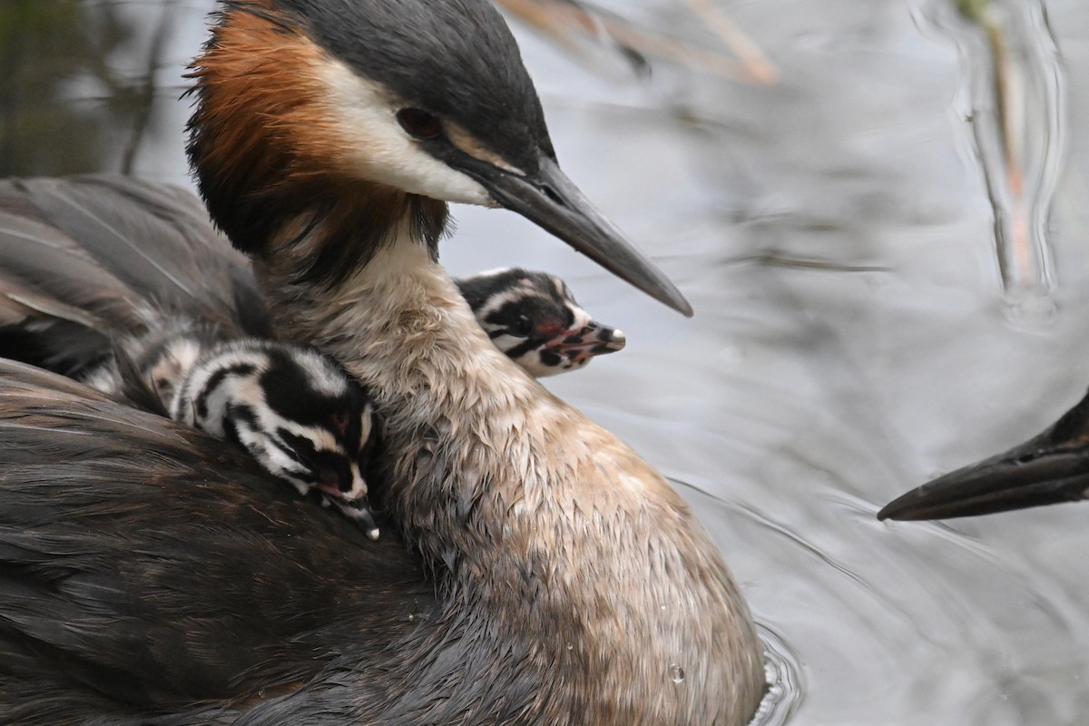 Great Crested Grebe - Ting-Wei (廷維) HUNG (洪)