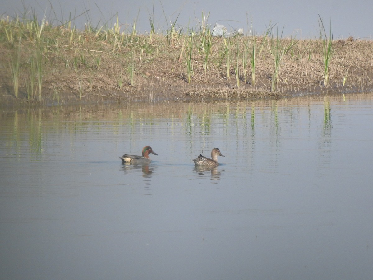 Green-winged Teal - ML533522631
