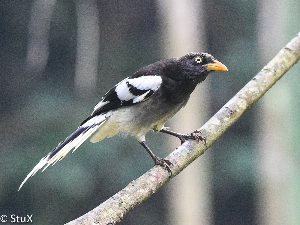 White-winged Magpie - ML533522701