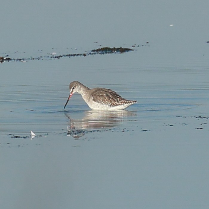 Spotted Redshank - ML533523471