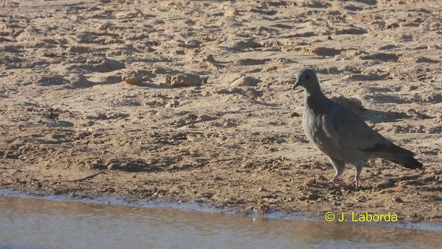 Pigeon colombin - ML533524231