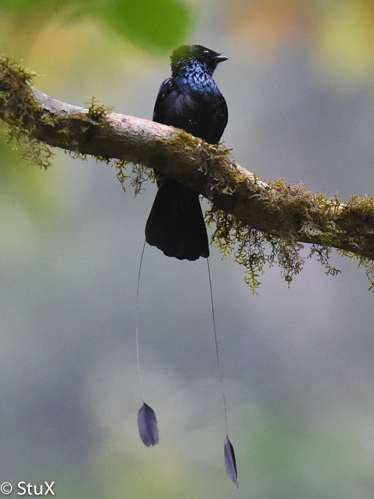 Lesser Racket-tailed Drongo - ML533524421