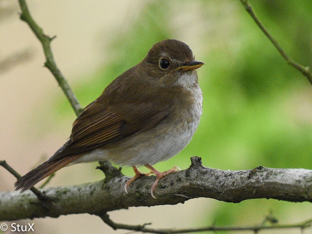 Brown-chested Jungle Flycatcher - ML533525781