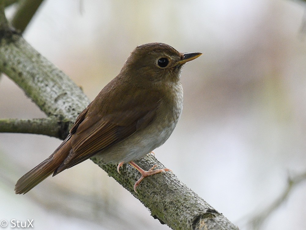 Brown-chested Jungle Flycatcher - ML533525851