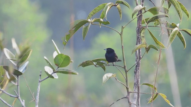 Red-shouldered Tanager - ML533526481