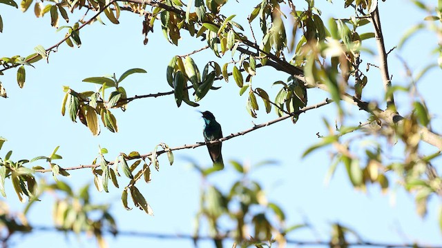 kolibřík zelený - ML533527431