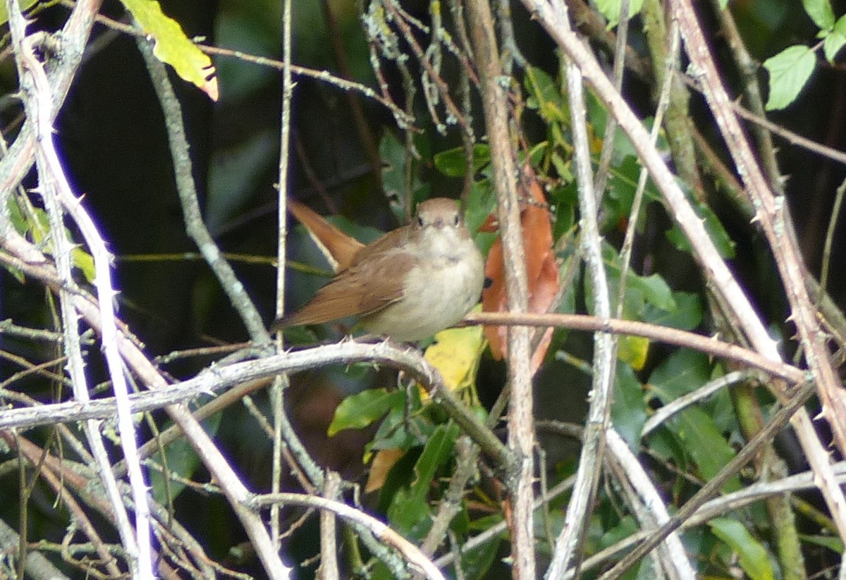 Common Nightingale - ML533527601