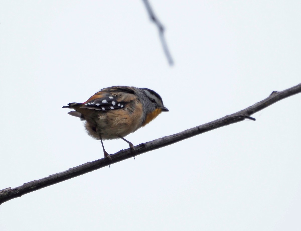 Spotted Pardalote - ML533530281