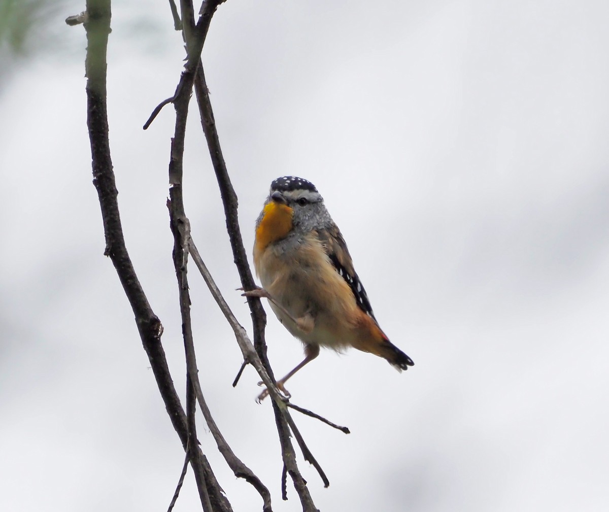Spotted Pardalote - ML533530291