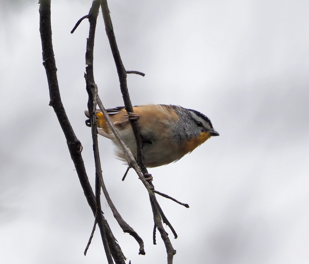 Spotted Pardalote - ML533530301