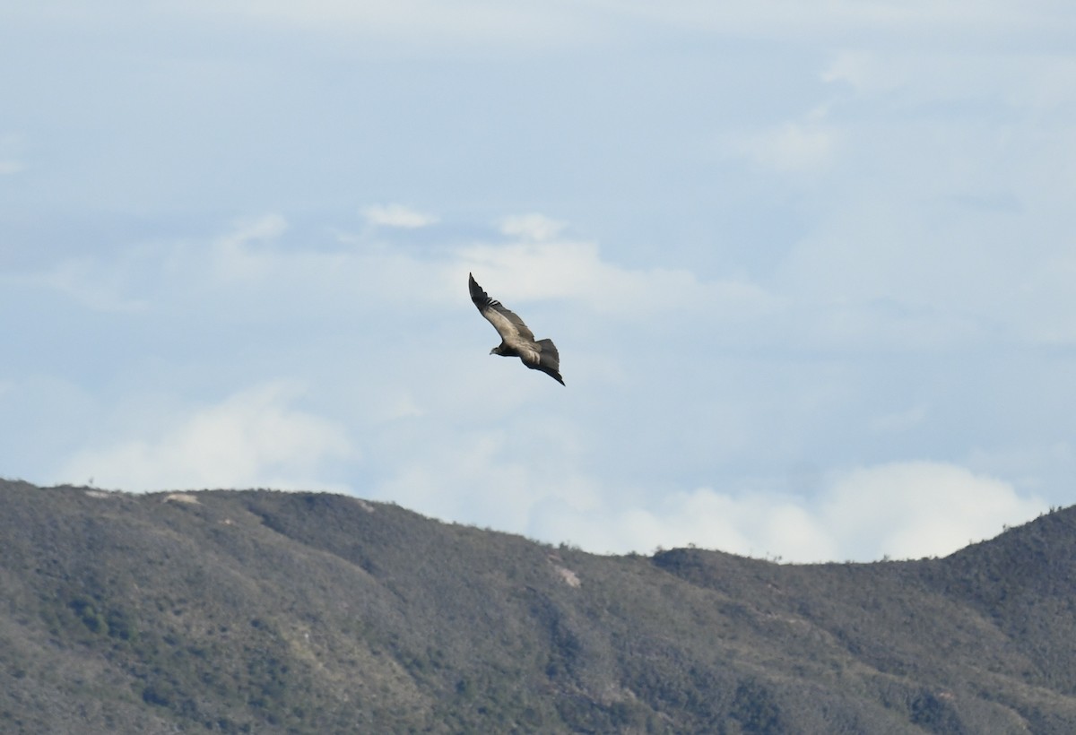 Condor des Andes - ML533531061