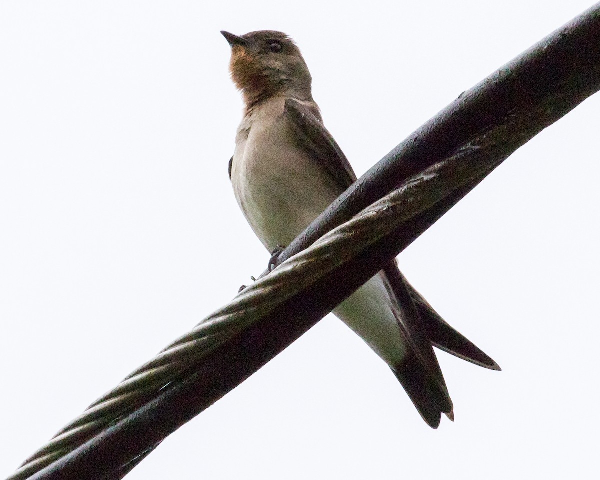 Southern Rough-winged Swallow - ML53353141