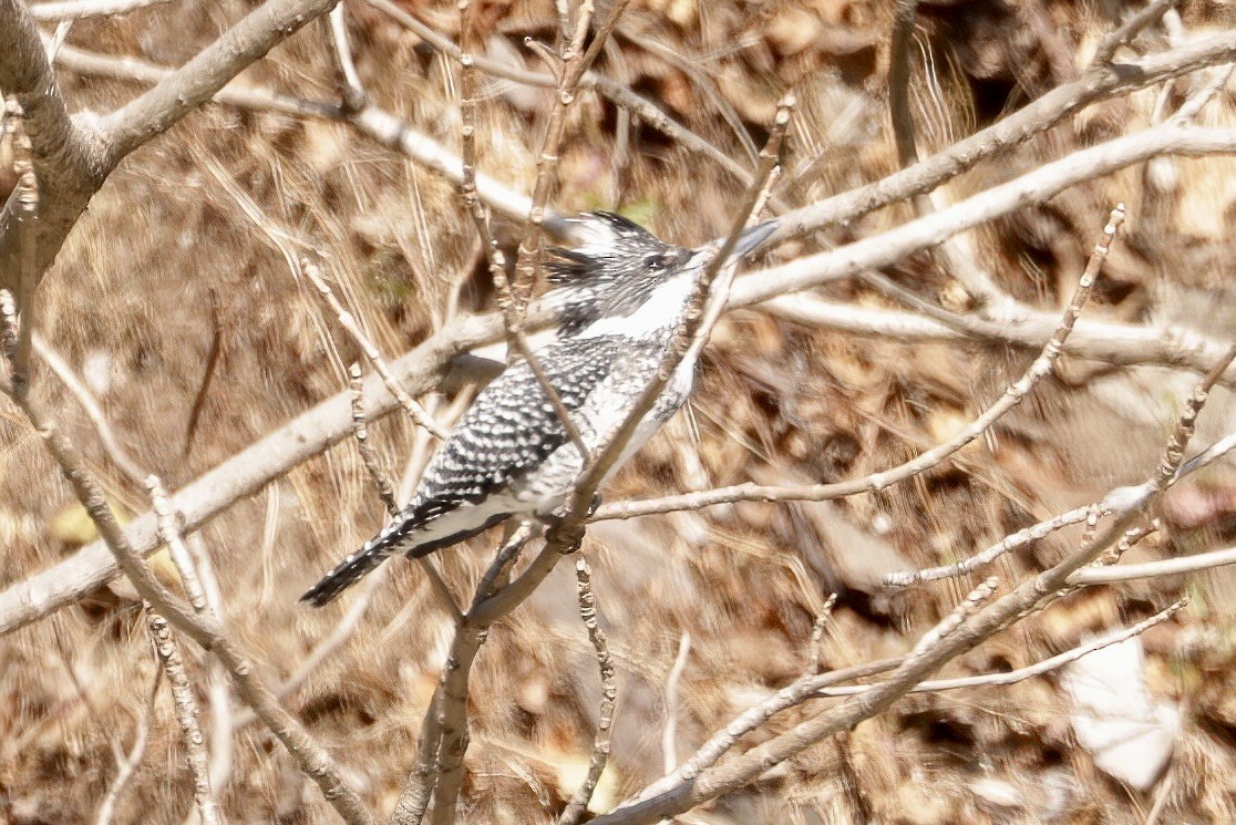 Crested Kingfisher - ML533531771