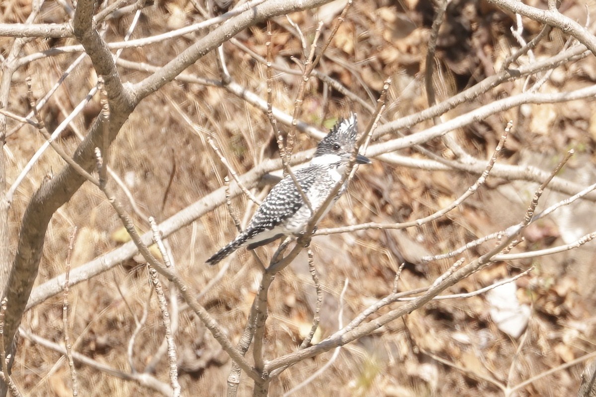 Crested Kingfisher - ML533531811