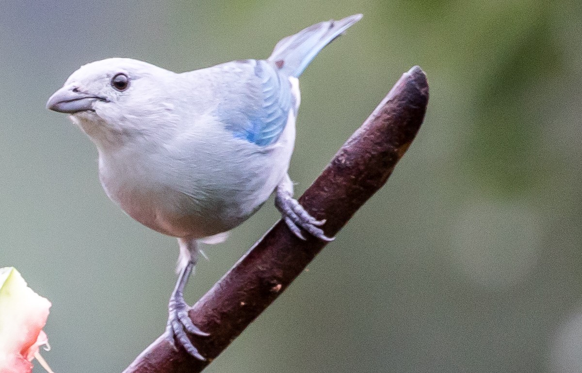 Blue-gray Tanager - ML53353361