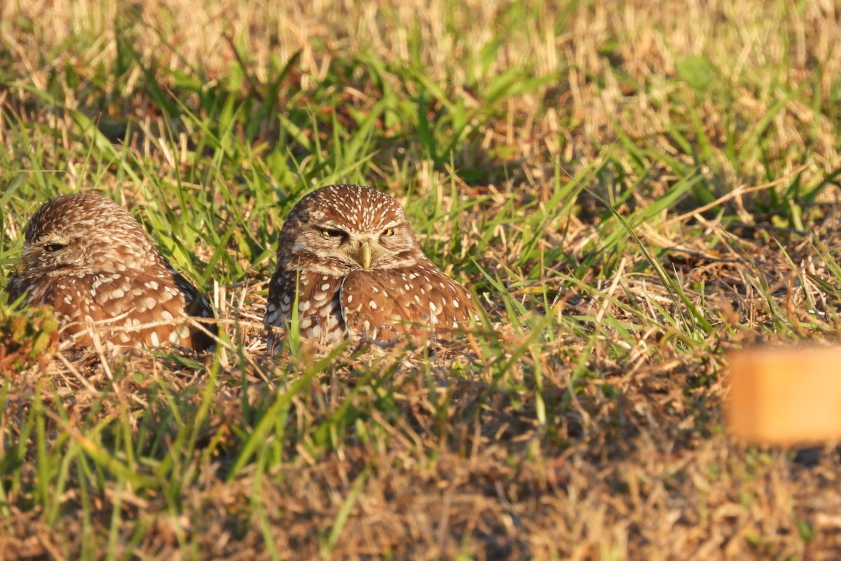 Burrowing Owl (Florida) - ML533538391