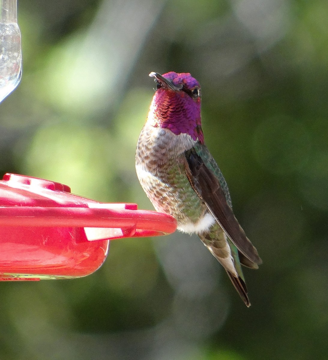 Anna's Hummingbird - ML53353841