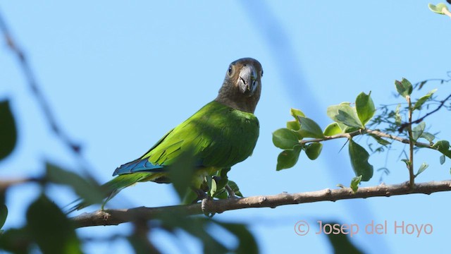 Brown-throated Parakeet (Brown-throated) - ML533538591