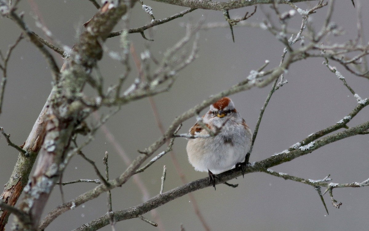 American Tree Sparrow - Jay McGowan