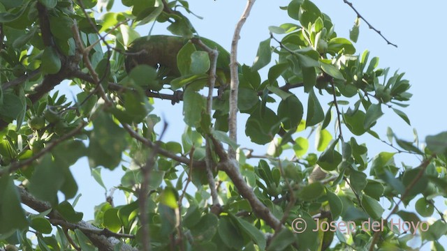 Brown-throated Parakeet (Brown-throated) - ML533539401