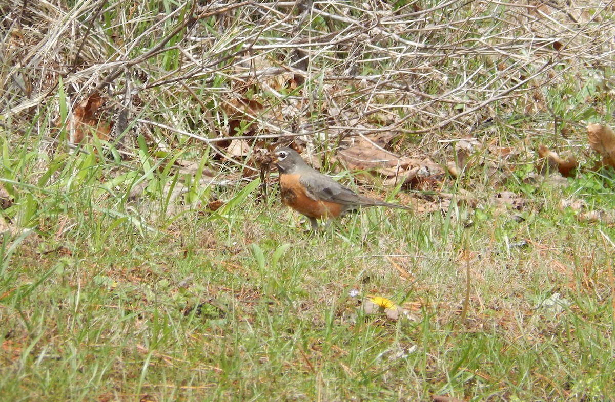 American Robin - Ted 🦃 Miller