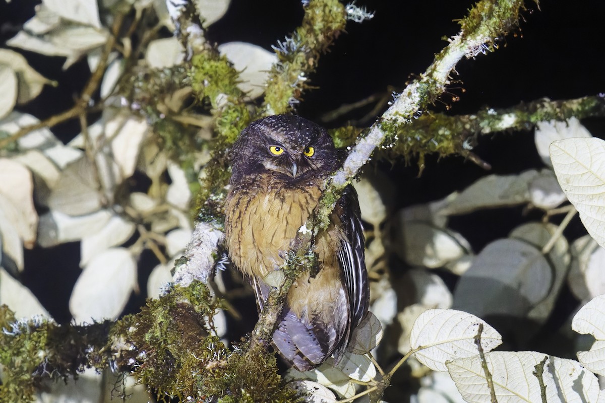White-throated Screech-Owl - ML533540501