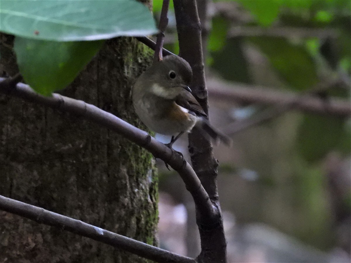Red-flanked Bluetail - ML533540581