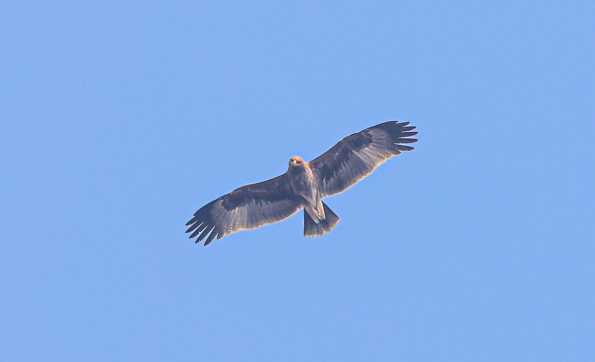 Indian Spotted Eagle - Akshat K