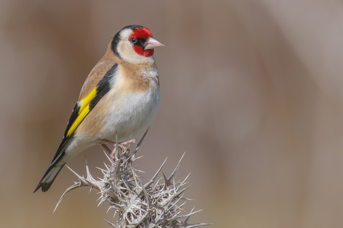 European Goldfinch - דויד סבן