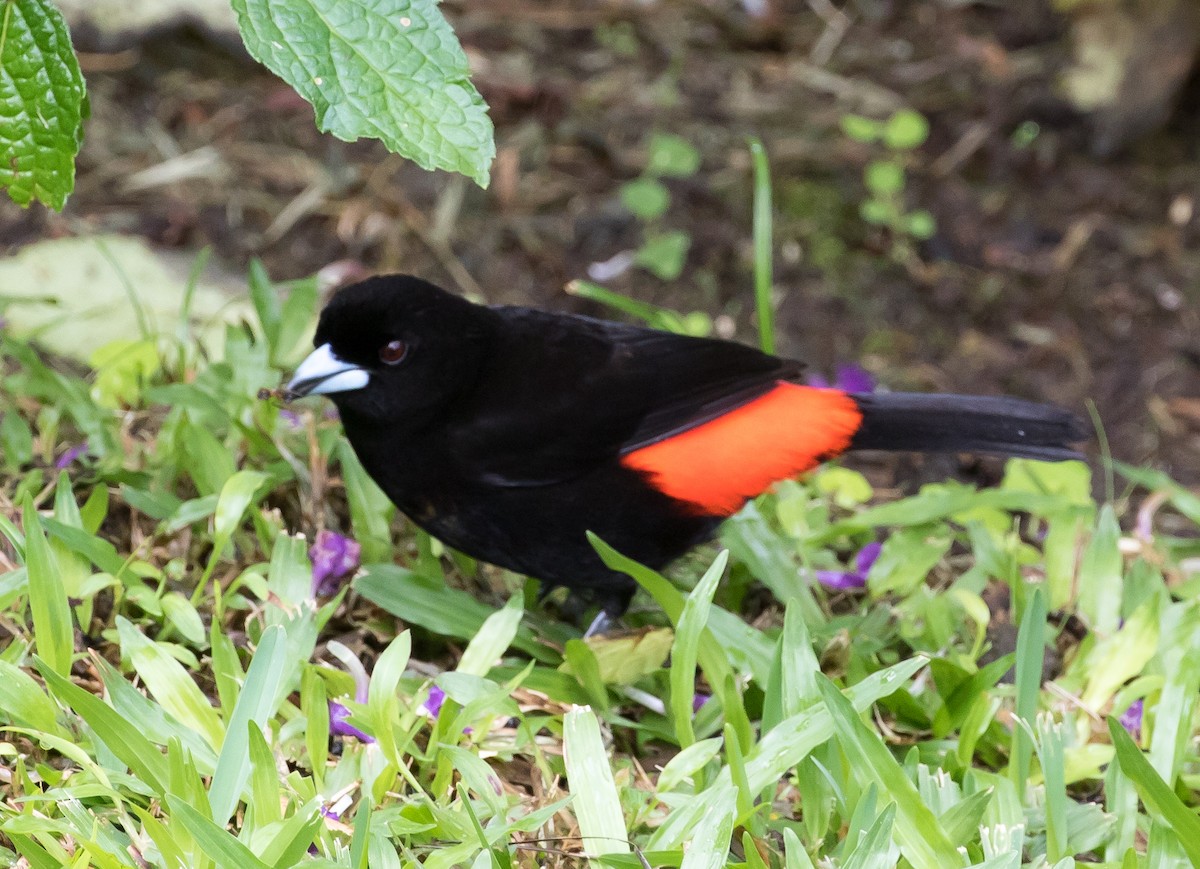 Scarlet-rumped Tanager (Passerini's) - ML53354281