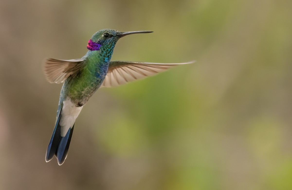 kolibřík ametystouchý - ML533552931