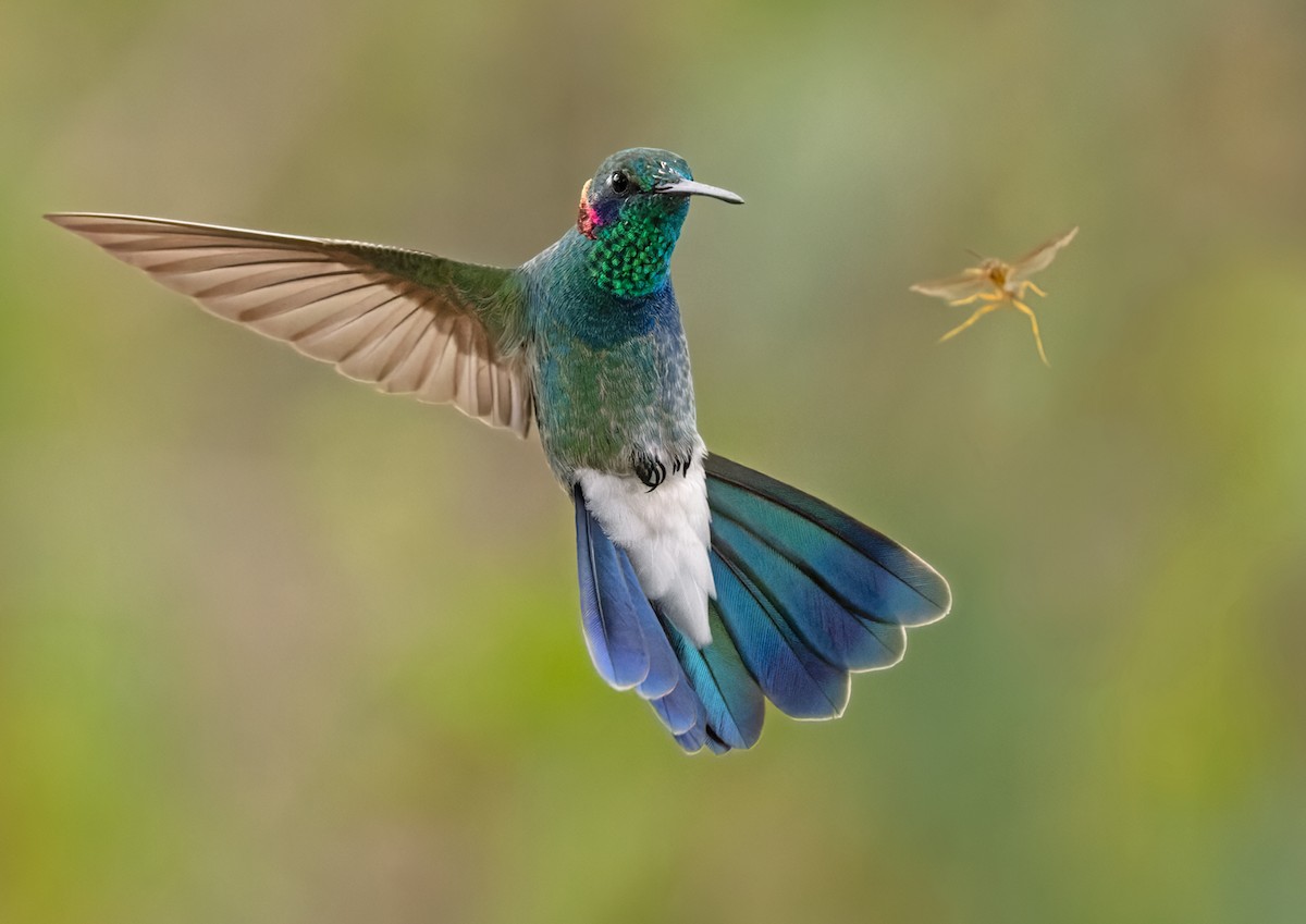 kolibřík ametystouchý - ML533552941