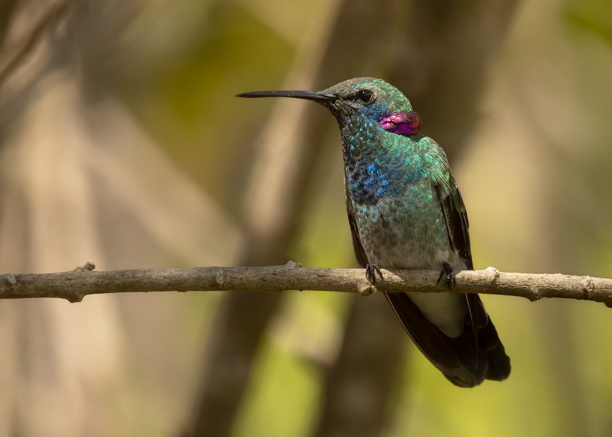 White-vented Violetear - Lars Petersson | My World of Bird Photography
