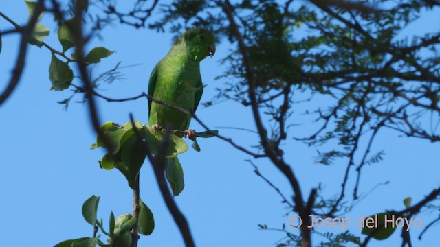 Yeşil Sokumlu Serçe Papağanı - ML533554531
