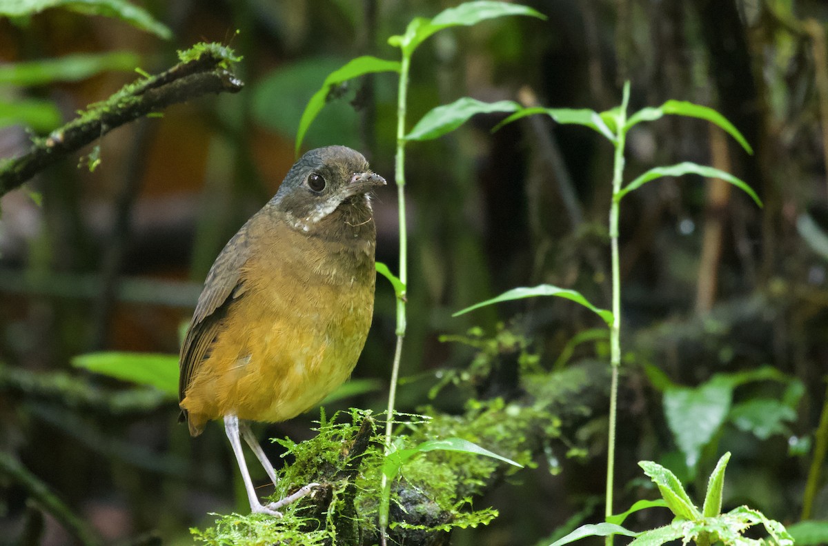 Moustached Antpitta - ML533554771