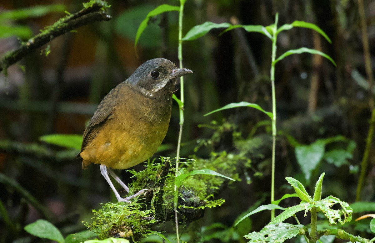 Moustached Antpitta - ML533554781