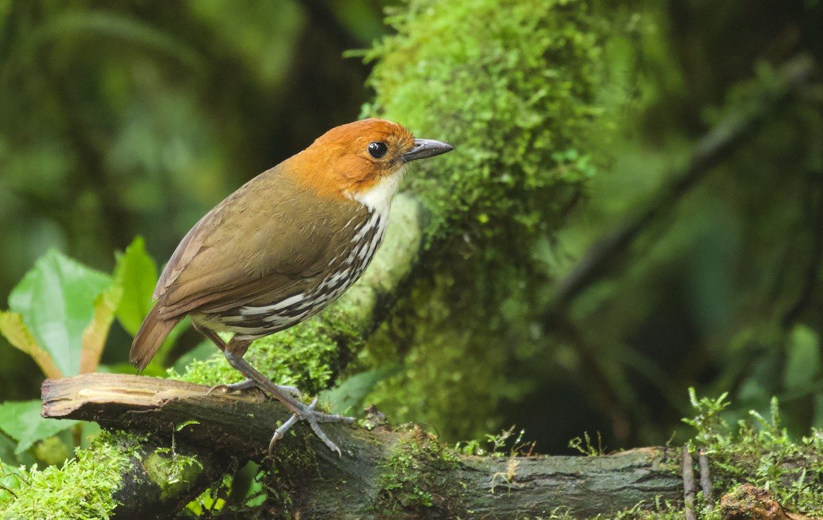 Chestnut-crowned Antpitta - Will Sweet