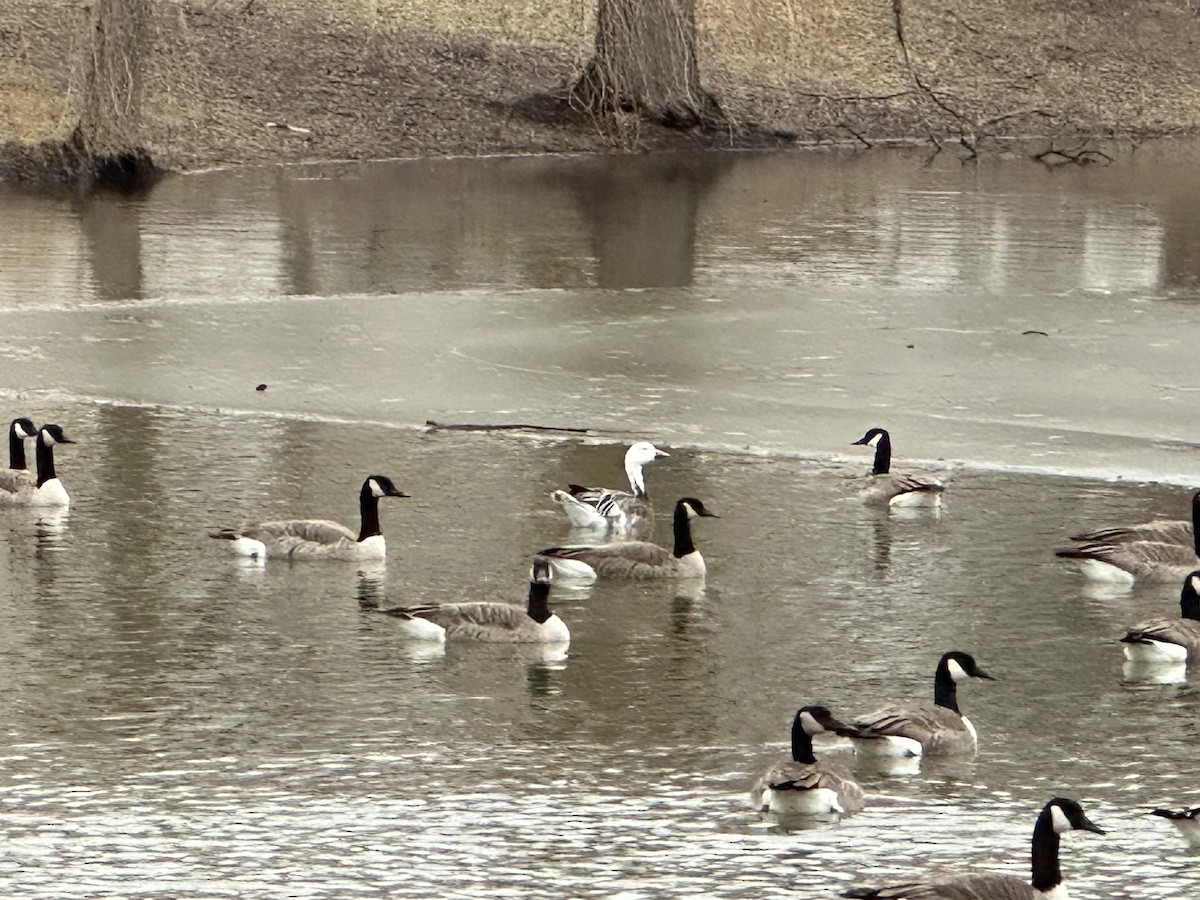 EBird Checklist - 10 Feb 2023 - Greene Farm Neighborhood Walk - 11 Species