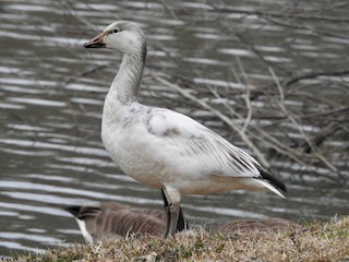 Snow Goose, ML533559181