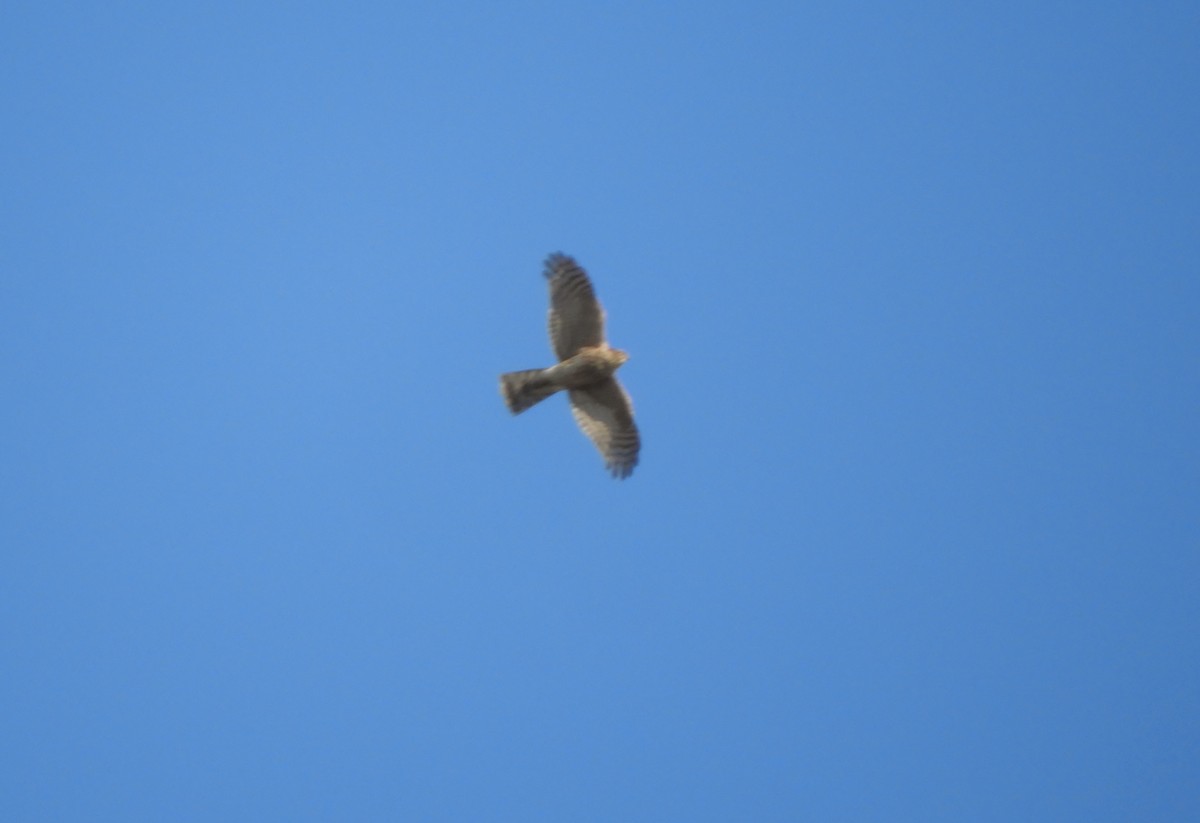 Eurasian Sparrowhawk - ML533559221