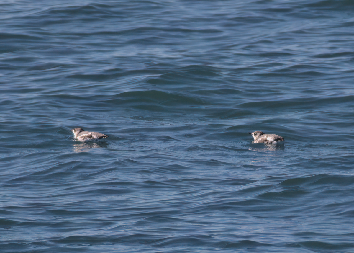 Marbled Murrelet - Andy Symes