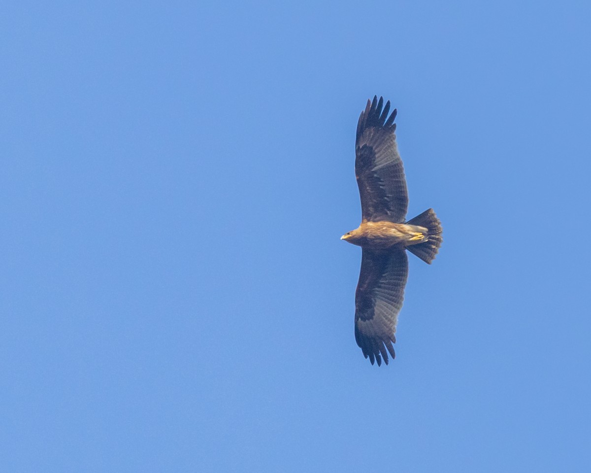Indian Spotted Eagle - ML533562311