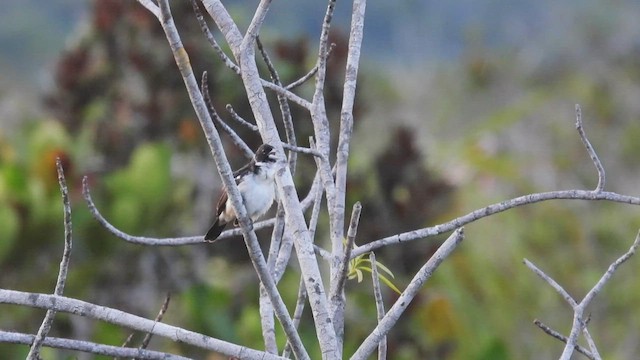 White-naped Seedeater - ML533565621