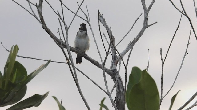 White-naped Seedeater - ML533565631
