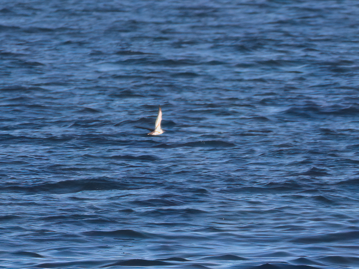 Black-vented Shearwater - Andy Symes