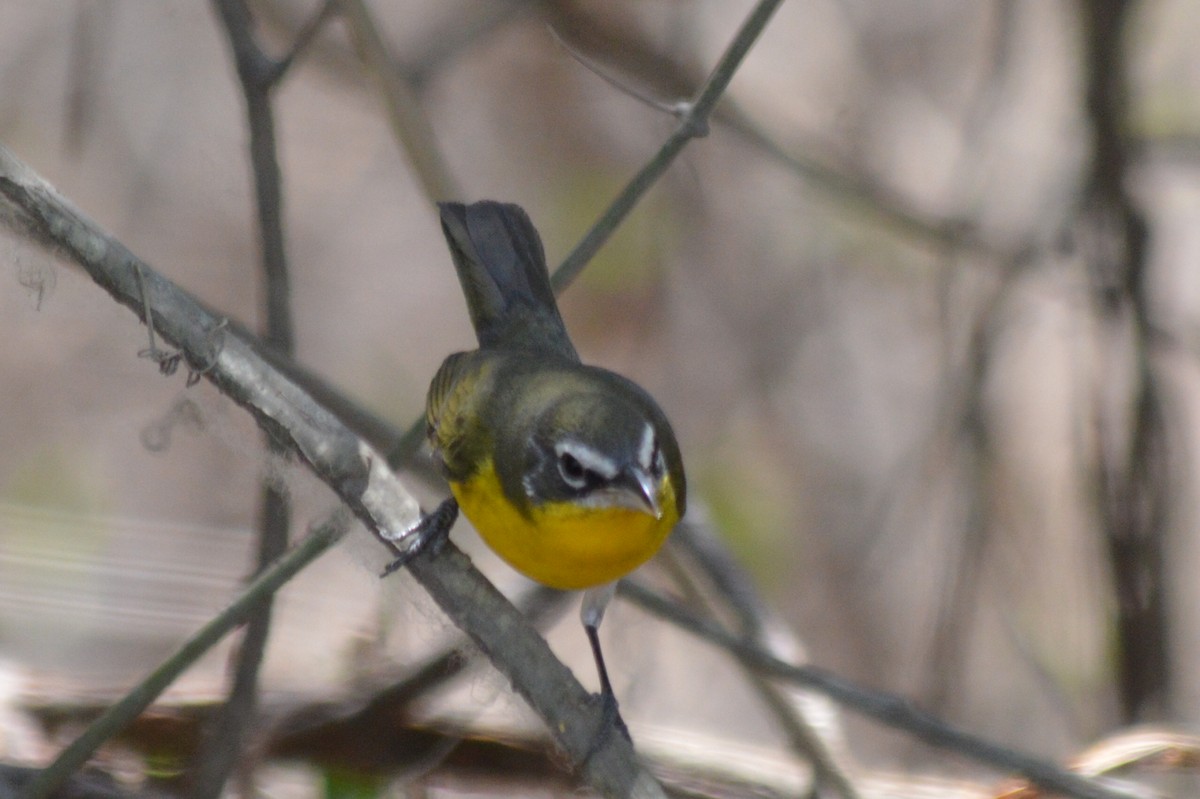 Yellow-breasted Chat - Carlos Mancera (Tuxtla Birding Club)
