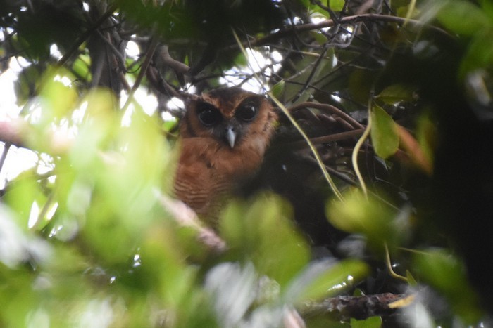 Brown Wood-Owl - ML533570221