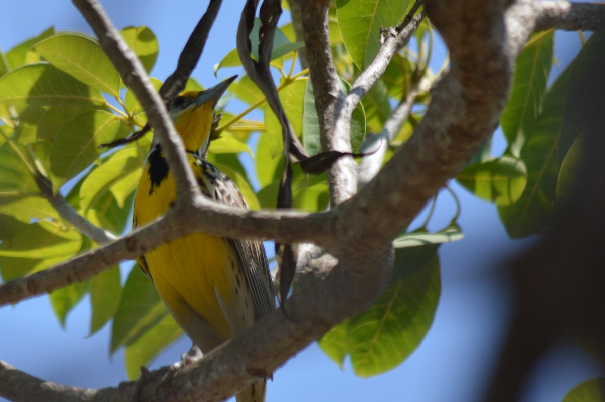 Eastern Meadowlark - Carlos Mancera (Tuxtla Birding Club)