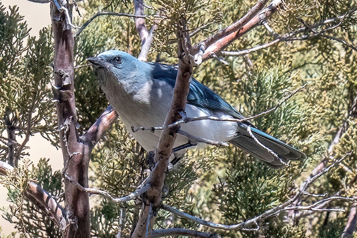 Mexican Jay - ML533570521