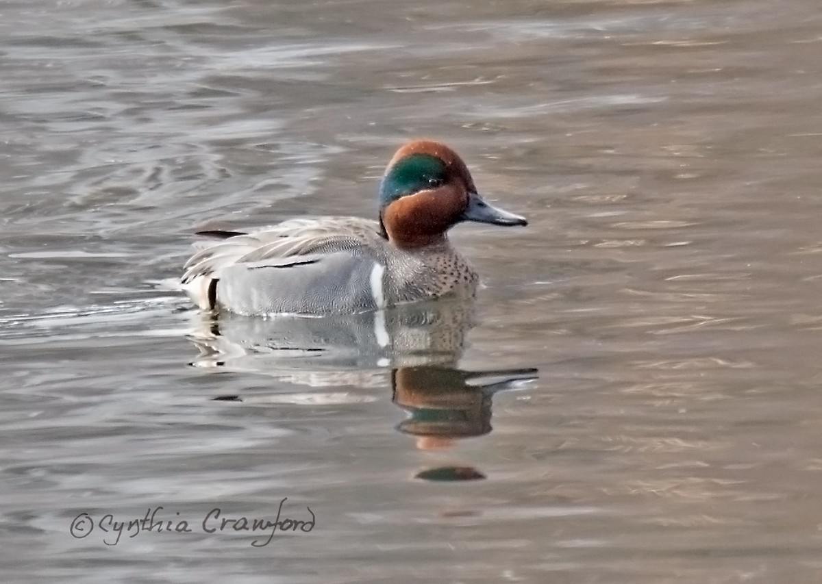 Green-winged Teal - ML53357061